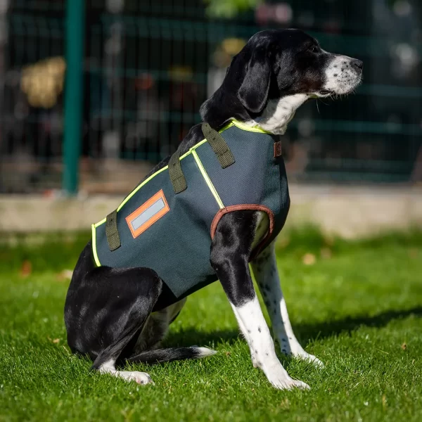 vest-for-dog-with-signal-colors