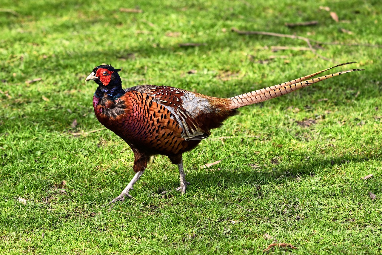 Read more about the article Ловни птици – колхидски фазан
