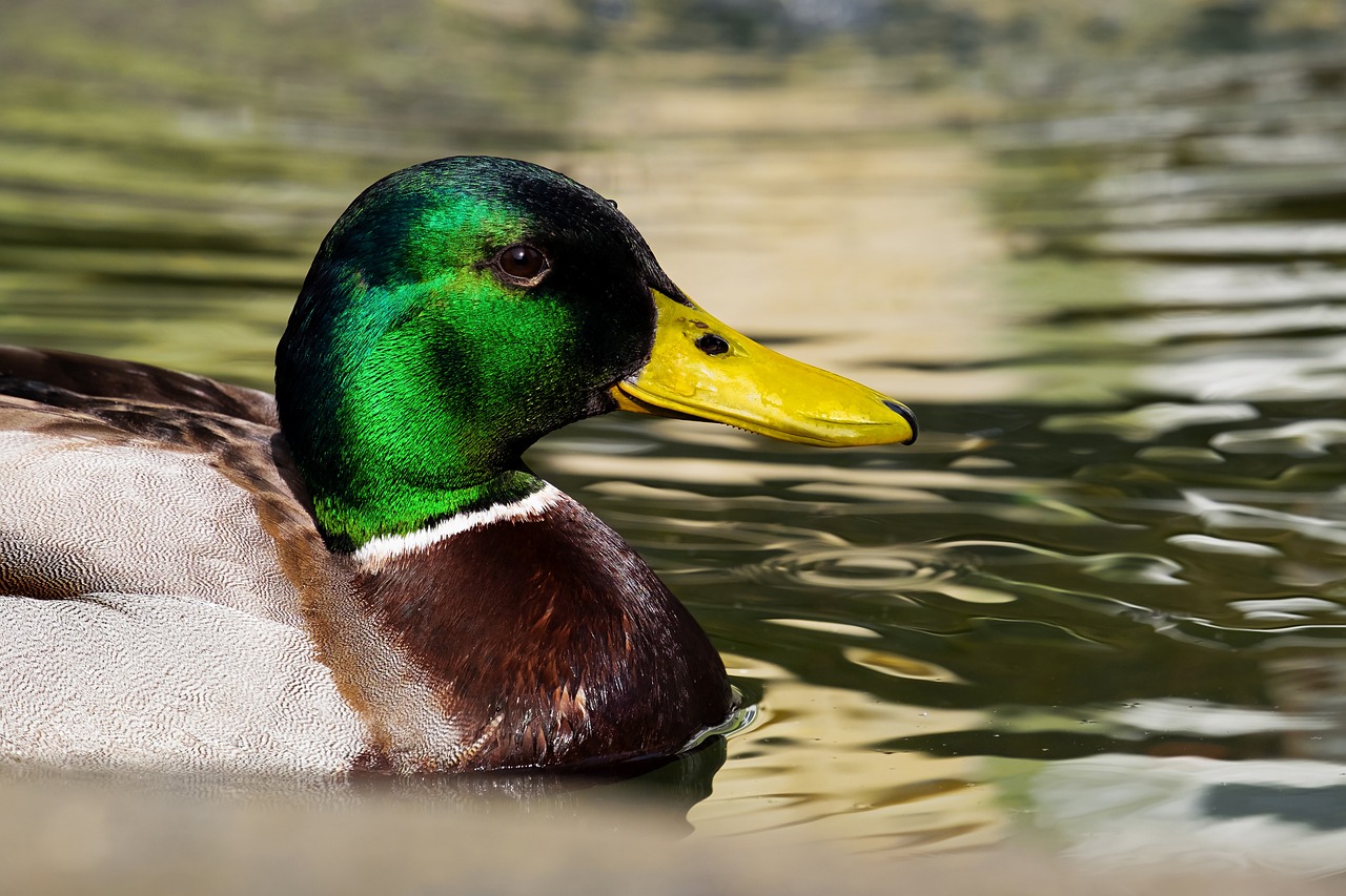 Прочетете повече за статията Лов на зеленоглава патица