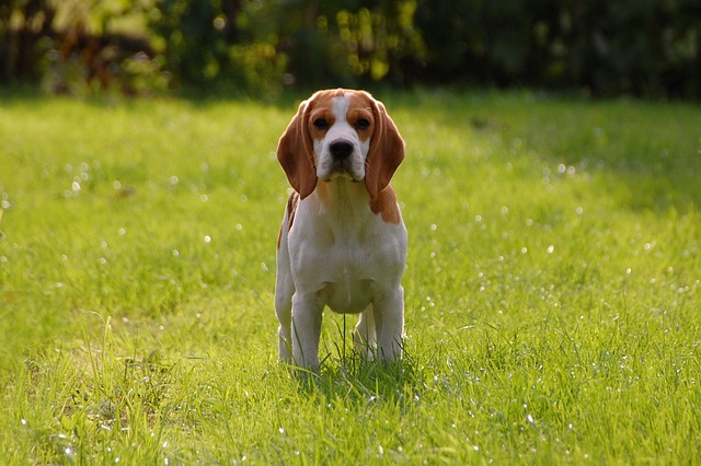 Lesen Sie mehr über den Artikel Порода ловни кучета – бигъл